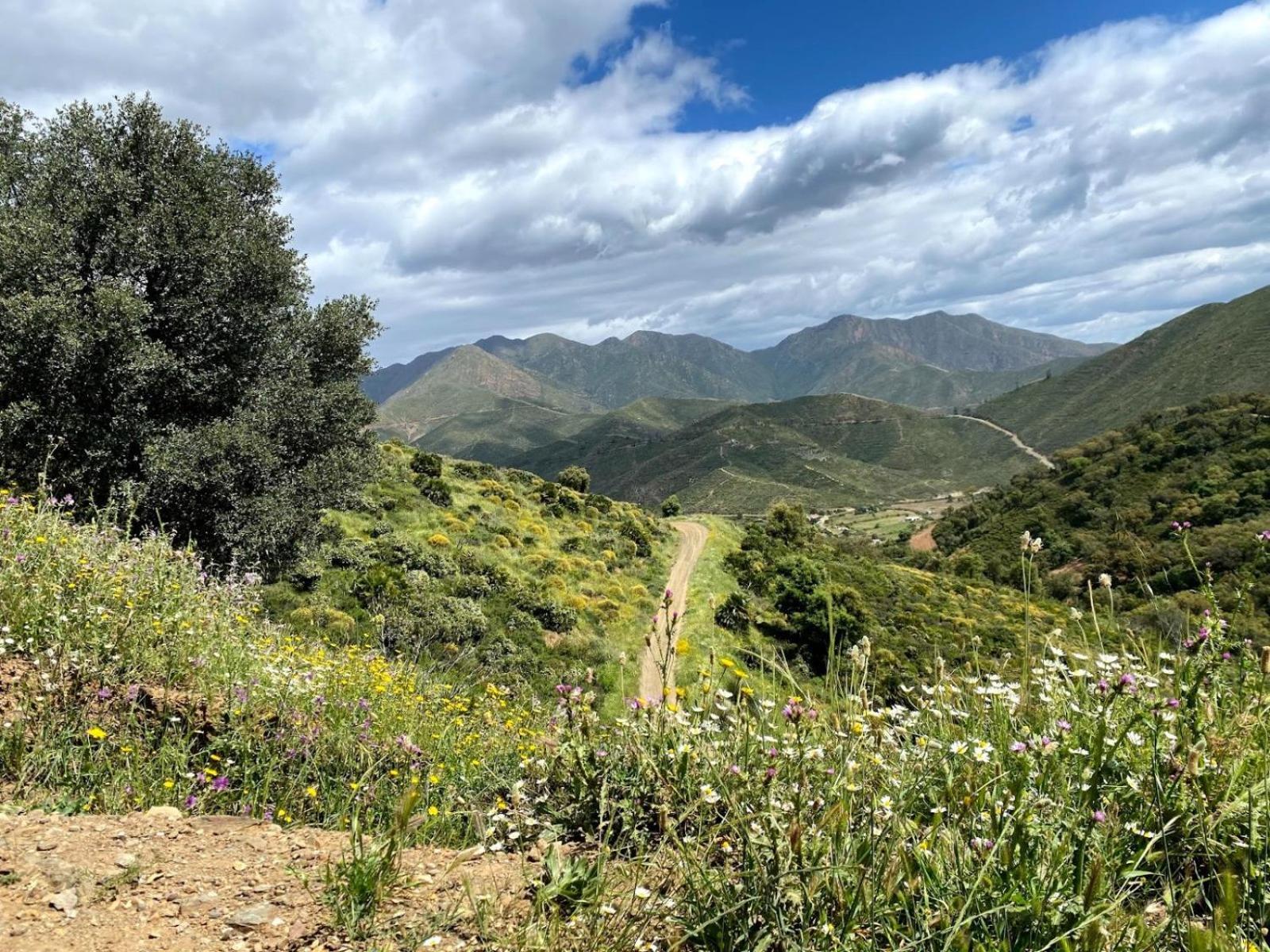 La Marinera Marbella